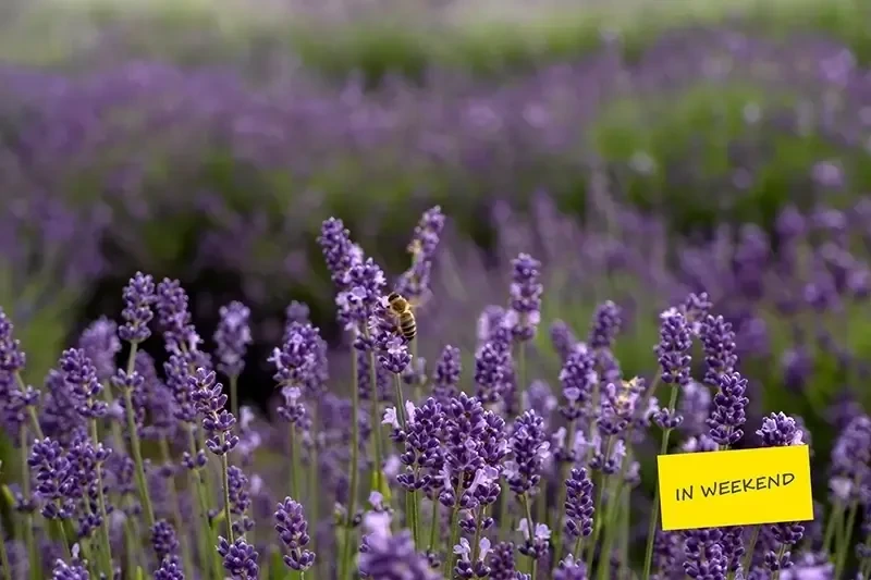 Festivalul de Lavandă Lavanda Lola de la Bonțida